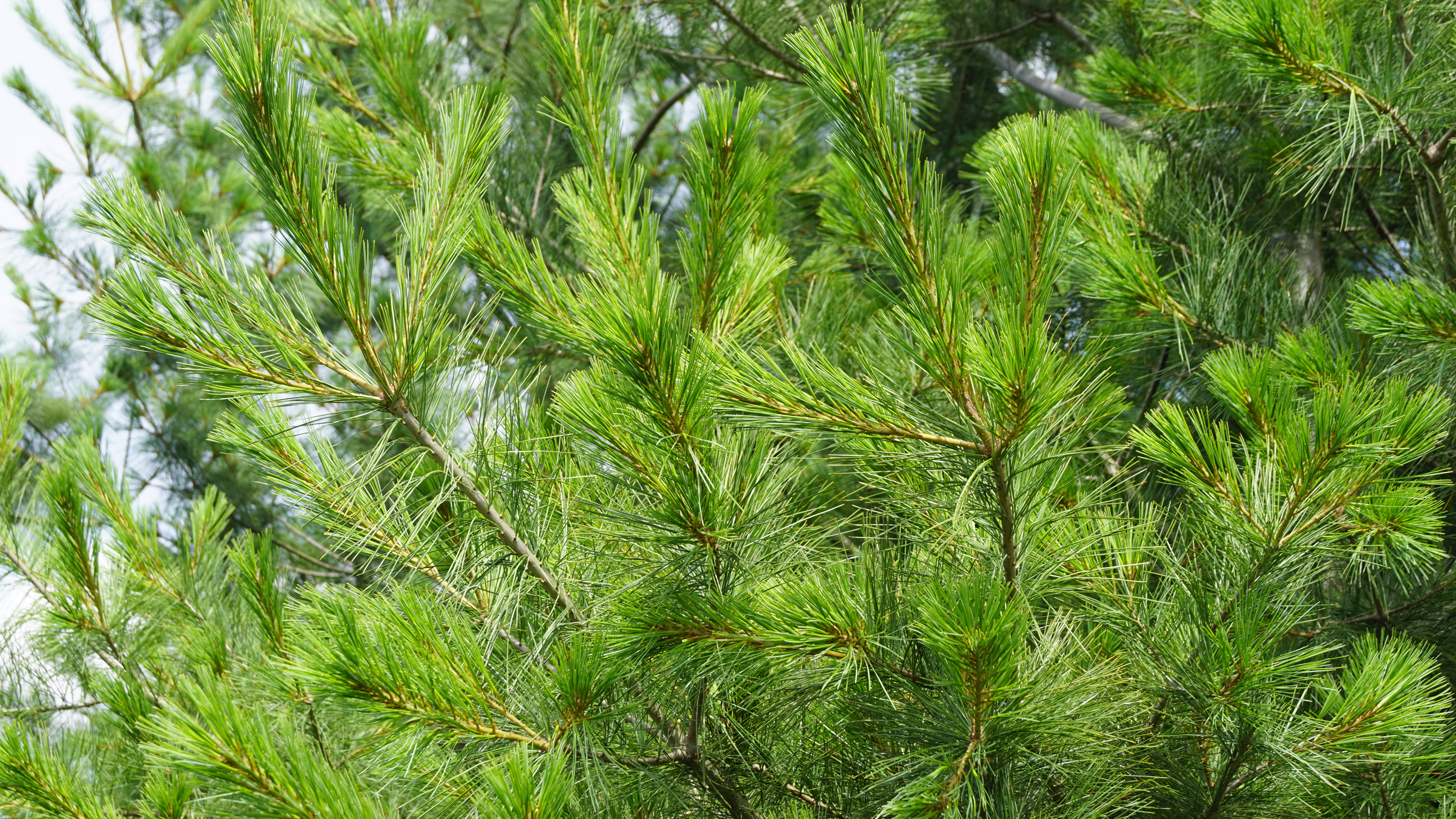Pinus strobus (11)